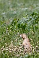 Black-tailed prairie dog in Wind Cave National Park, SD, U.S.