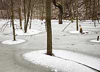 Frozen Snags, Cuyahoga Valley National Park, Ohio, U.S.