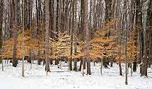 Winter Beeches, South Chagrin Reservation, Ohio, U.S.