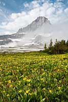 Glacier lilies and Reynolds Mountain, Glacier National Park, Montana