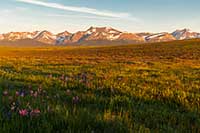 The Lewis Range and wildflowers at sunrise, Glacier National Park, Montana, U.S.