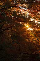 Sunrise through the golden leaves of a large maple tree.