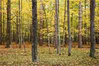 Fall color in the woods in Paris, Michigan, U.S.