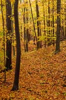 Autumn color, Haymarsh State Game Area, Michigan, U.S.
