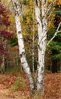 Autumn color in birches, maples, and oaks, Michigan, U.S.