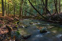 Betts Creek in Michigan's Manistee National Forest