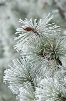 Hoar frost on Ponderosa pine