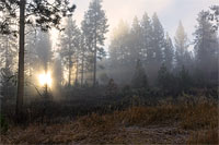 Morning godbeams through inversional fog, Montana, U.S.
