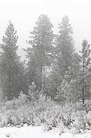 Freezing fog leaves rime on pines and firs in western Montana