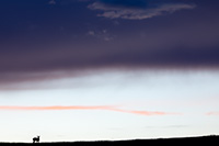 A deer is backlit under a stormy sky after sunset, western Montana, U.S.
