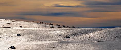 A row of small trees under a dark sky above a snow-covered plowed field near our home in western MT.