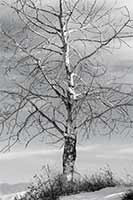 Skeleton tree over the Mission Range, Montana, U.S.