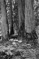 Cedars at Ross Creek, Montana, U.S.