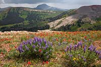 Wildflowers on Ruby Creek Overlook, Gravelly Mountains, Montana, U.S.