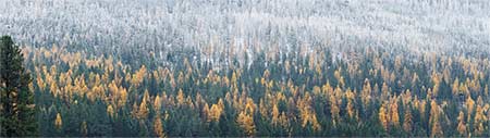 Larches and Ponderosa pine on a frosty autumn morning, Evaro, Montana, U.S.