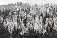 Larches and Ponderosa pine on a frosty autumn morning, Evaro, Montana, U.S.