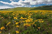Arrowleaf Balsamroot on a perfect spring afternoon.