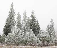Freezing fog leaves rime on pines and firs while obscuring distant hills in western Montana
