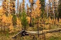 Fall color in the larch forests in northwest Montana's Swan Valley