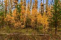 Fall color in the larch forests in northwest Montana's Swan Valley