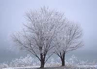 Frosted trees along Flathead Lake, MT, U.S.