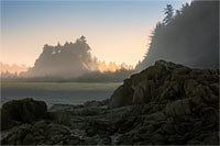 Sunrise lights fog in Beard's Hollow, in Washington's Cape Disappointment State Park