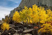 Sunlit aspens at the base of Devils Tower, Wyoming, U.S.