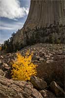 A small aspen at the base of Devils Tower, Wyoming, U.S.