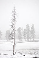 Blizzard conditions along Madison River, Yellowstone N.P., Wyoming, U.S.
